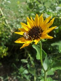Close-up of bee pollinating yellow flower