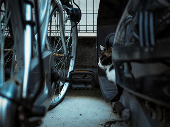 Cat sitting on motorcycle