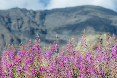 Close-up of flowering plants on field