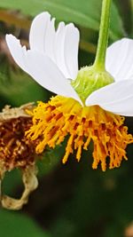 Close-up of flowers blooming outdoors