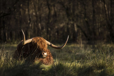 View of an animal on field