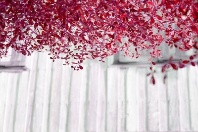 Close-up of pink flowering plants against fence