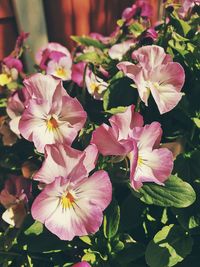 Close-up of pink flowering plant