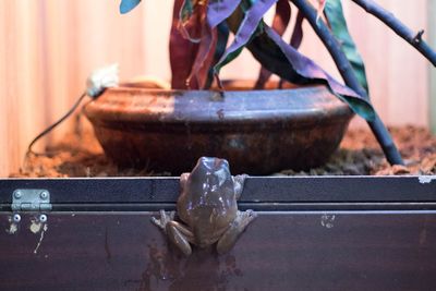 Rear view of frog climbing on trunk