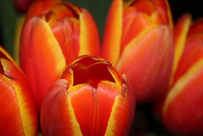 Close-up of orange flower