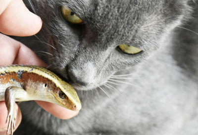 Close-up of hand holding cat