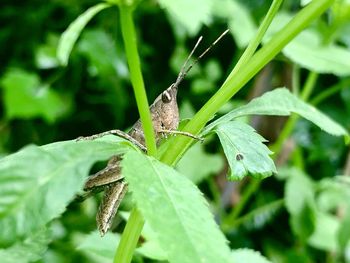 Close-up of insect on leaf