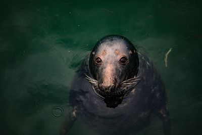 High angle portrait of turtle swimming in lake