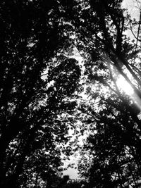 Low angle view of trees in forest