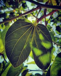 Close-up of tree