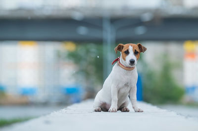 Portrait of dog sitting outdoors