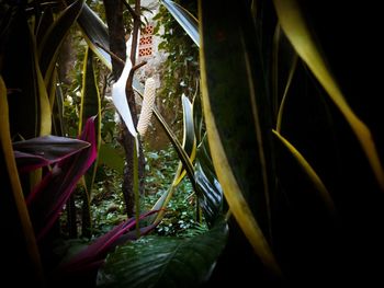 Close-up of bamboo plants