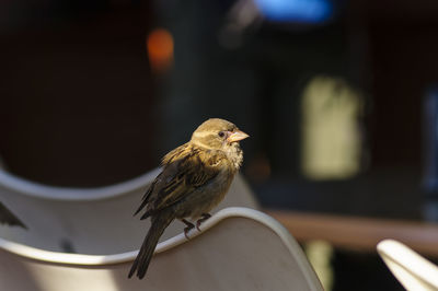 Close-up of bird perching on chair