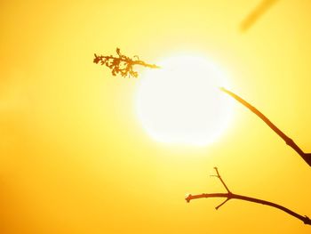 Close-up of yellow tree during sunset