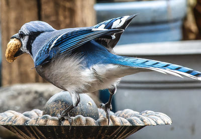 Close-up of bird perching outdoors