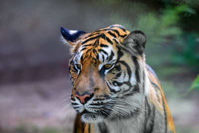 Close-up of a cat looking away