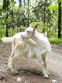 Dog in forest