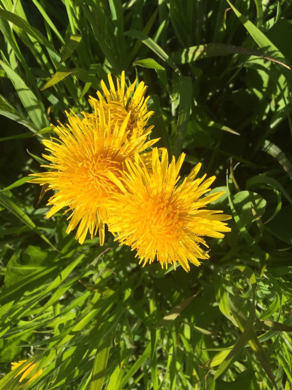 CLOSE-UP OF YELLOW FLOWERING PLANT ON LEAF