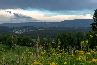 Scenic view of grassy field against sky