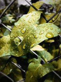 Close-up of wet leaf