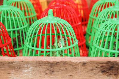 Cricket insect in cage at market stall