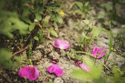 Close-up of pink crocus blooming outdoors