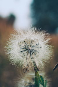 Close-up of dandelion against blurred background