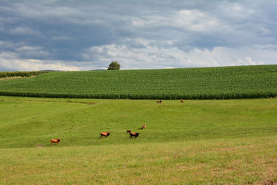 Big green meadow with some brown cows in front of a corn field with a blue sky