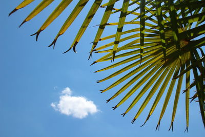 Low angle view of tree against sky