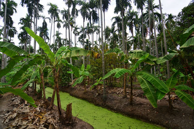 Scenic view of palm trees on field