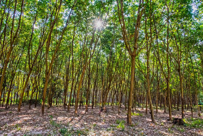 Trees growing in forest