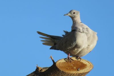 Low angle view of seagull perching against clear blue sky