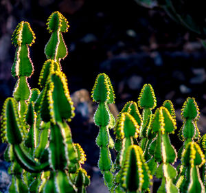 Close-up of succulent plant