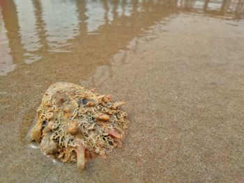High angle view of crab on beach