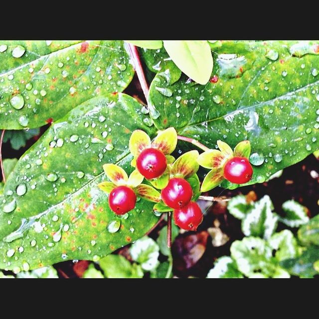 leaf, drop, freshness, water, green color, growth, wet, close-up, red, nature, plant, beauty in nature, dew, fragility, green, raindrop, droplet, focus on foreground, selective focus, no people