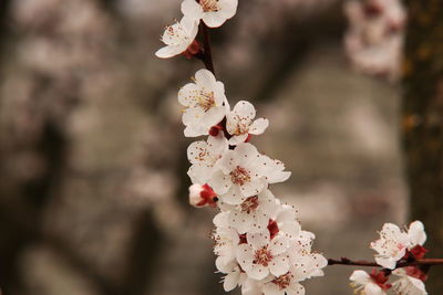 Close-up of cherry blossom tree