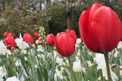 Close-up of red tulip flowers on field