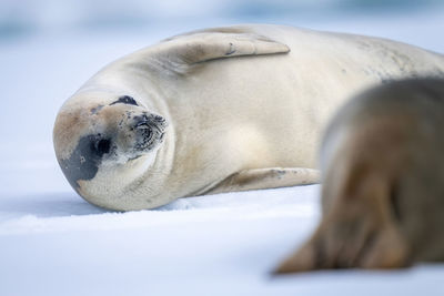 Close-up of crabeater seal lying by another