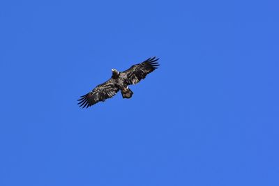 Low angle view of osprey flying in sky