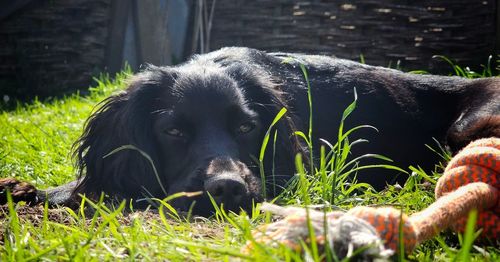 pet