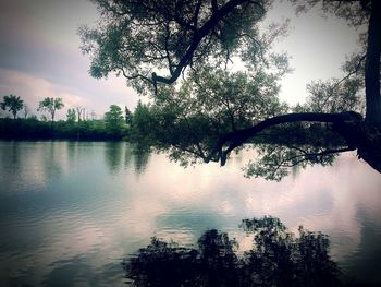 Reflection of trees in calm lake