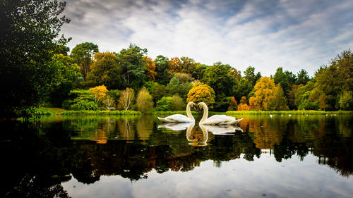 Swan in a lake