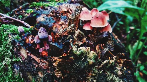 Close-up of mushrooms growing on tree