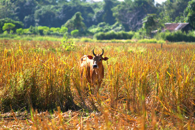 Horse in a field