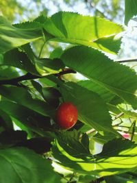 Close-up of strawberry growing on tree