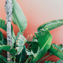 Close-up of green leaves on plant against wall