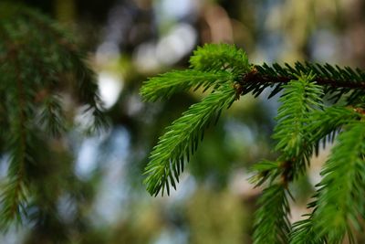 Close-up of pine tree branch