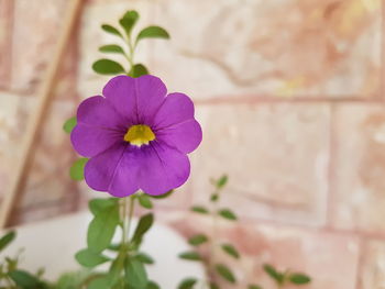 Close-up of purple flowers blooming outdoors