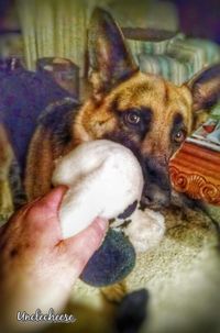 Close-up of dog