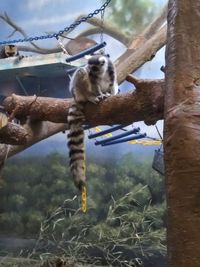 View of a cat on branch